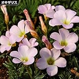 国華園　夏植え球根 オキザリス パルマピンク 30球【※発送が国華園からの場合のみ正規品です】