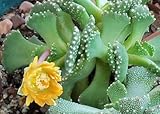 Aloinopsis malherbei - Giant Jewel Plant - 10 seeds