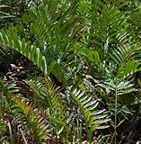 Acrostichum aureum - Golden Leather Fern - Mangrove Fern - 10 seeds