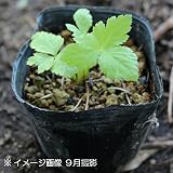 山菜苗:ミツバ(三つ葉) 9cmポット苗2ポットセット【紫桜館山の花屋】