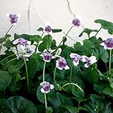 パンダスミレ3号ポット 4株セット ノーブランド品