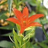 【山野草】阿蘇ヒメユリ