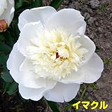 特選品種を厳選紹介！宿根草 芍薬 ( シャクヤク )変わり咲き特選品種 芽付12cmポット苗【イマクル】