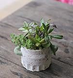 多肉植物 寄せ植え セット taniku de キッチン S サイズ