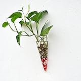 amzmonnsuta コーンオニオンシェイプDIYマイクロ景観ガラスの花瓶水耕は装飾花瓶植物