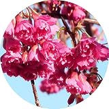 桜 苗木 八重寒緋桜 12cmポット苗 やえかんひざくら さくら 苗 サクラ 桜 苗木 八重寒緋桜 12cmポット苗 やえかんひざくら さくら 苗 サクラ