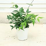 開花期が長く美しい花の芳香木 観葉植物・植木：エンジェルウイングジャスミン*