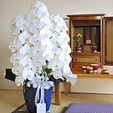 フューネラル胡蝶蘭 3本立 2万円コース