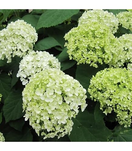 Amazon.co.jp: 西洋紫陽花アナベル挿し木苗 現物1ポット分 現物 8