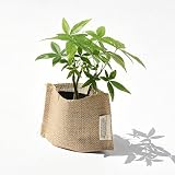 プチプラお値打ち♪ スタンダード麻シリーズ【選べるミニグリーン】 (プチパキラ)