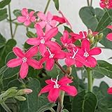 オキシペタラム：ローズスター3号ポット 4株セット ノーブランド品