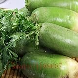 家庭菜園のための100pcsグリーンスウィート大根の種子、果物野菜のビタミンC食品種子、植物