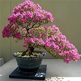 New Arrival 10 seeds azalea Seeds Perennial Flower Seeds for Garden in Bonsai 8