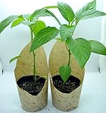 唐辛子「ハンガリアン・イエロー・ワックス」(Hungarian Yellow Wax)の苗－2個セット～ハンガリーで栽培されているマイルドな辛味の唐辛子です～