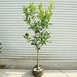 庭木・植木：レモンの木（リスボンレモン）檸檬　接木５年生　樹高120ｃｍ　全高140ｃｍ*ヤマト便大型商品発送！