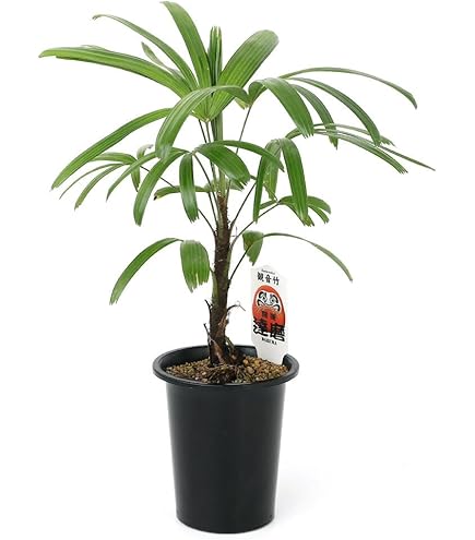 Amazon｜観音竹(カンノンチク) 中鉢(8号)｜観葉植物 オンライン通販