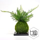観葉植物 ミニ盆栽 フェイク 造花 ♪【カップボン】シノブ/苔玉（黒皿）♪ 【prm】インテリアグリーン フェイクグリーン アーティフィシャル 開店祝い 新築祝い ギフト 模様替え 店舗内装 プレゼン