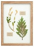 キシマ 植物・花 ブラウン 本体:24×1×32.5cm、内寸:21.2×29.8cm、窓寸:20.3×29cm