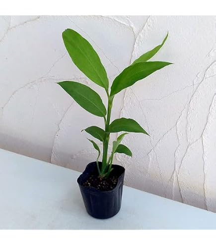 Amazon.co.jp: ワラビ 素掘り苗 山菜苗/シダ植物/蕨▽紫桜館山の花屋