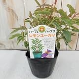 レモンユーカリ ハーブ 9cmポット