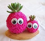 多肉植物 寄せ植え モスビー君 ダブル