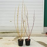 美しい枝を楽しむ庭木：シラタマミズキ（サンゴミズキor黄金ミズキ）　大苗 (黄金ミズキ)