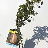 アケビ 苗木 五葉アケビ（ごようアケビ） 12cmポット苗 あけび苗