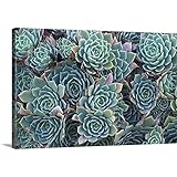 David壁プレミアムシックラップキャンバス壁アート印刷題名Echeveria Elegans Succulent 48" x 32" 2034416_24_48x32_none
