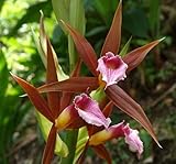 Phaius tankervilleae - orchids - 100 seeds