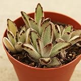 クロトジ 黒兎耳 7.5cmポット カランコエ Kalanchoe tomentosa f. nigromarginatas 福岡県産 多肉植物 多肉 観葉植物 インテリアグリーン 寄せ植えに