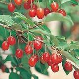 グミ苗木 夏グミ(ナツグミ)9cmポット苗