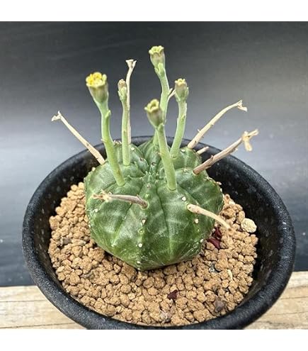 Amazon｜多肉植物：ユーフォルビア 子吹きシンメトリカ*｜観葉植物