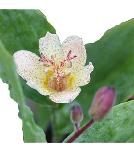 Amazon | [ 山野草苗 ] ホトトギス「妖精」 | 花