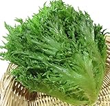 レタス 苗 ハンサムグリーン 5ポットセット リーフレタス