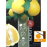 レモン：璃の香(りのか)5号ポット[果皮が薄くてまろやかな酸味 柑橘・かんきつ類苗木] ノーブランド品