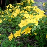 (山野草) ヤマブキ(山吹 棣棠) 3号(1ポット) 本州・四国限定[生体]
