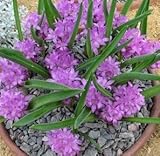 Lachenalia pauciflora - syn: Hyacinthus paucifolius - Periboea oliveri - Periboea paucifolia - Polyx