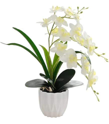Reine De Fleur レンデフロール　胡蝶蘭　バラ かすみ草 Reine De Fleur レンデフロール 胡蝶蘭 バラ かすみ草 【公式通販】