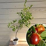 【美容・健康に】家庭果樹：ナツメ／棗(なつめ)”*【4号・小】