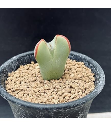 Amazon.co.jp: 多肉植物 コノフィツム ブルゲリ 1.3cm以上 抜き苗 3株