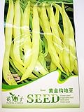 【 種子】　黄色インゲン豆　(10粒入)　
