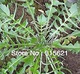 ナズナ（L.）10000pcs約メディックShepherdspurseハーブ種子野菜