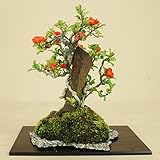 いよじ園 【】 長寿梅 赤花 石付 小品サイズ 【雑木盆栽】いよじ園