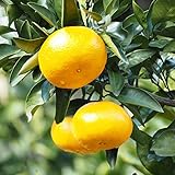 みかん 苗木 【上野早生 （うえのわせ）】 1年生 接ぎ木 ポット苗