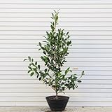 庭樹：榊（サカキ）　鉢植え　全高：約140ｃｍ