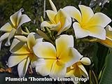 【Premium品種苗】プルメリアのベアルート発根苗 ‘Thornton's Lemon Drop'（大苗） 栽培セット【スリット鉢・プルメリア専用培養土・栽培説明書つき】