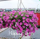 Lemon Slice Superbells Calibrachoa Petunia Annual Flower Seeds, 100 Seeds a Pack, 24 Colors to Choos