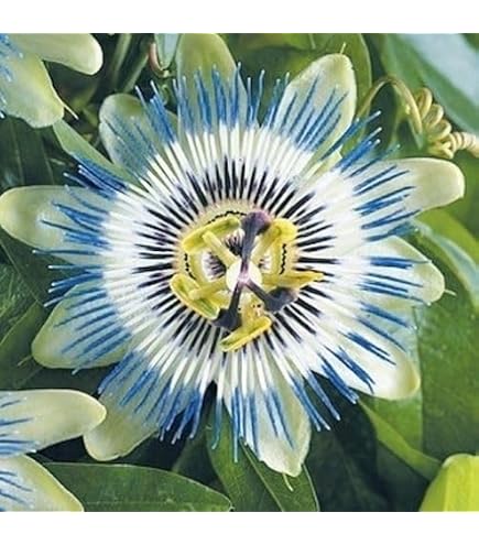 Amazon.co.jp: 種 花たね 夏咲福寿草 1袋(2000mg) / 国華園 26年春商品