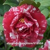 50個/袋、ツバキ種子、椿の花の種子は、送料無料を選んだの色を24kinds