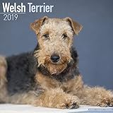 Welsh Terrier Calendar 2019